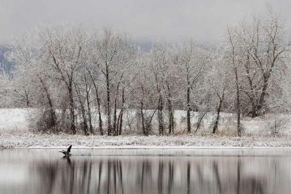 CO, Boulder Canadian geese taking flight